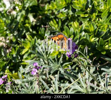 Petit papillon en écaille de tortue se nourrissant de fleurs violettes Banque D'Images