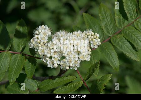 Rowan ou frêne de montagne (Sorbus aucuparia) corymbe de délicates fleurs blanches/crème contre des feuilles pennées par paires sur une tige centrale Banque D'Images