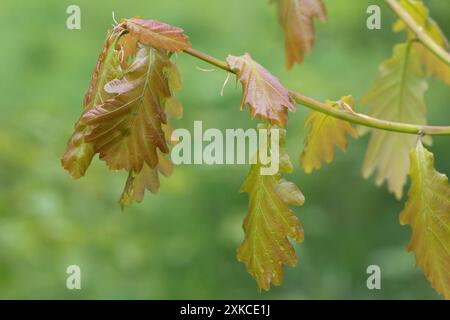Jeunes feuilles délicates de chêne tendre (Quercus robur) au printemps avec une couleur verte et bronze dans les jeunes bois, Berkshire, avril Banque D'Images