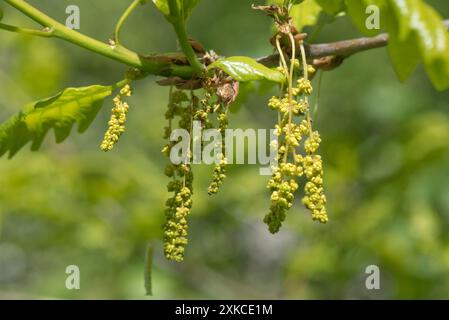 Fleurs mâles ou chatons se formant sur le chêne anglais (Quercus rubur) au printemps avec de jeunes nouvelles croissances et feuilles, Berkshire, avril Banque D'Images