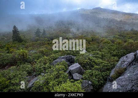 Matinée brumeuse dans les Grayson Highlands du sud-ouest de la Virginie, USA Banque D'Images