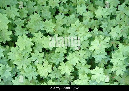 Gros plan de feuilles de géranium, fond vert Banque D'Images