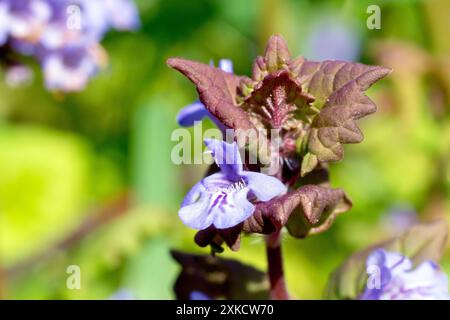 Lierre moulue (glechoma hederacea), gros plan montrant la petite fleur violette de la plante de printemps commune, isolée du fond. Banque D'Images