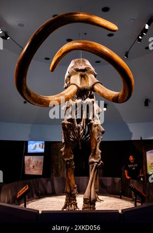 Un squelette de mammouth colombien exposé au la Brea Tar Pits Museum à Los Angeles, en Californie Banque D'Images