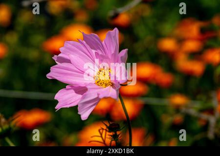 Cosmos bipinnatus, 'Capriola' Banque D'Images