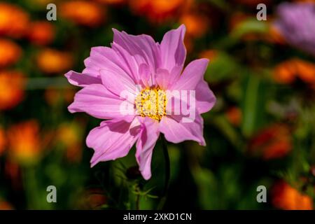 Cosmos bipinnatus, 'Capriola' Banque D'Images