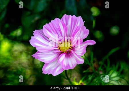 Cosmos bipinnatus, 'Capriola' Banque D'Images