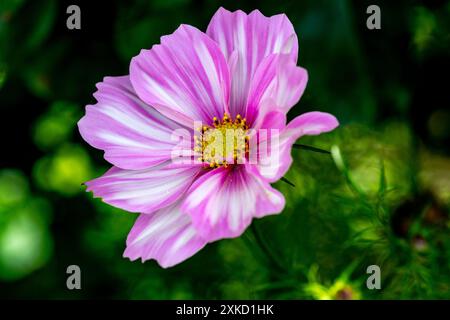 Cosmos bipinnatus, 'Capriola' Banque D'Images