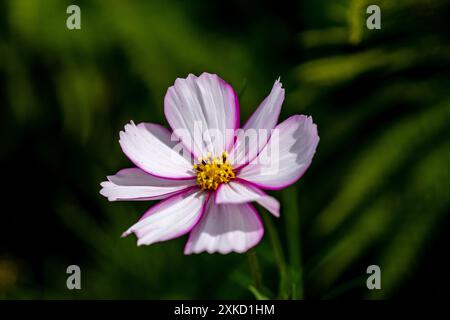 Cosmos Bipinnatus Fizzy Rose Picotee Banque D'Images