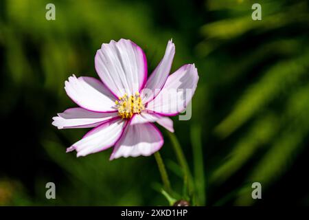 Cosmos Bipinnatus Fizzy Rose Picotee Banque D'Images