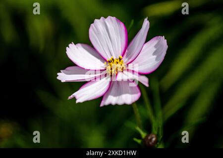 Cosmos Bipinnatus Fizzy Rose Picotee Banque D'Images