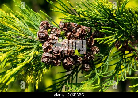 Lawson faux cyprès, Chamaecyparis lawsoniana Port Orford Cedar, Oregon Cypress, cônes en gros plan Banque D'Images