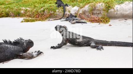 Iguanes marins Galapagos sur une plage, foyer sélectif, îles Galapagos, Équateur. Banque D'Images