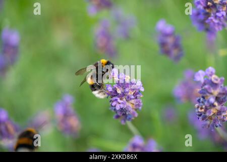 Lavande pollinisatrice de bourdons à Horten, Norvège Banque D'Images