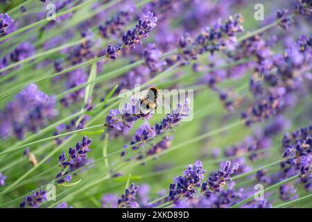 Lavande pollinisatrice de bourdons à Horten, Norvège Banque D'Images