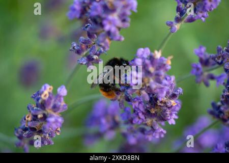 Lavande pollinisatrice de bourdons à Horten, Norvège Banque D'Images