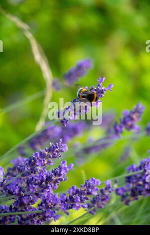 Lavande pollinisatrice de bourdons à Horten, Norvège Banque D'Images