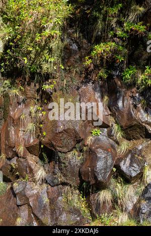 Surface humide des roches volcaniques, d'une eau dans les montagnes. Pierres brillantes avec de l'herbe et diverses plantes. Centre de Madère, Portugal. Banque D'Images