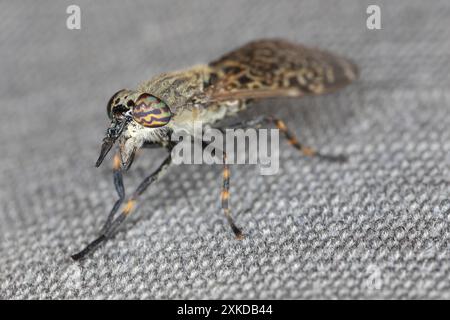 Vue latérale du cheval à cloche à cornes entaillées, Haematopota pluvialis, montrant les yeux colorés et bagués. Banque D'Images