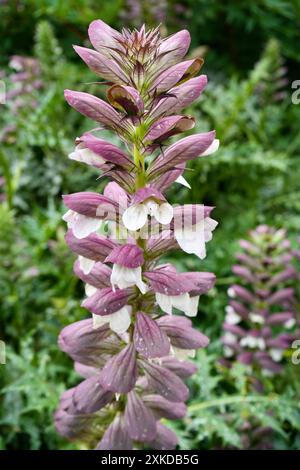 Le siège de Spiny Bear, Acanthus Spinosus. Fleurs violettes et blanches. Banque D'Images