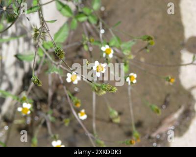 Fleurs de bidens pilosa en bord de route en Équateur Banque D'Images