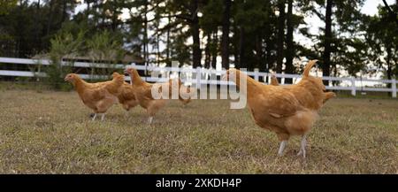 Troupeau de poulettes de poulet Orpington buff libre sur un pâturage à la recherche de graines ou d'insectes à manger. Banque D'Images