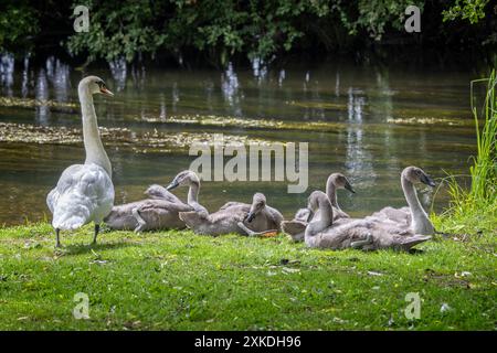 Cygnes adultes gardant de jeunes cygnets juvéniles assis au bord de la rivière à Salisbury, Wiltshire, Royaume-Uni Banque D'Images