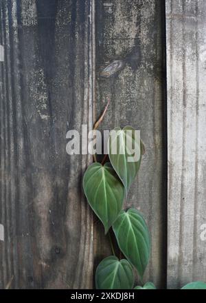 Philodendron micans dehors grimpant la clôture. Plante de maison populaire poussant à l'extérieur avec espace de copie Banque D'Images