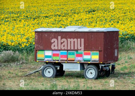 Ruches d'abeilles mobiles, champ de tournesols, jaune, mi-été juillet ruches d'abeilles Apiary Trailer Banque D'Images