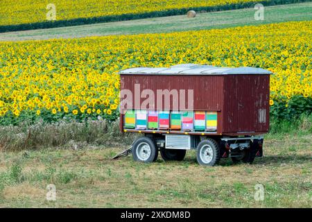 Mobile Bee Hives, ruches situées à Sunflower Field, jaune, mi-été juillet terres agricoles République tchèque Europe Apiary Trailer Banque D'Images