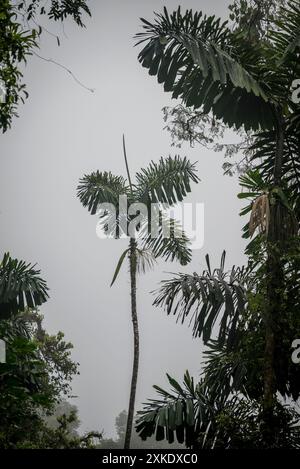 Forêt tropicale, Mistico Hanging Bridge Park, Costa Rica, Amérique centrale Banque D'Images