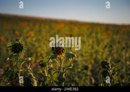 Champ de tournesol au lever du soleil avec ouverture de tournesol, matière première pour l'huile de tournesol et les graines de tournesol Banque D'Images
