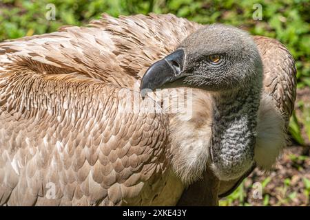 A Cape Griffon Vulture (Gyps coprotheres) au parc zoologique Augustine Alligator Farm sur Anastasia Island à Augustine, Floride. (ÉTATS-UNIS) Banque D'Images