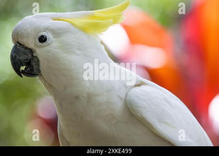 Sulphur-Crested Cockatoo (Cacatua galerita) au parc zoologique Augustine Alligator Farm sur Anastasia Island à Augustine, FL. (ÉTATS-UNIS) Banque D'Images