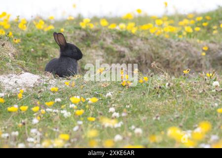 Un jeune lapin noir sauvage (Oryctolagus cuniculus) Banque D'Images