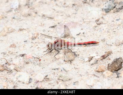 Une libellule Meadowhawk (Sympetrum internum) à face de cerise repose sur le sol dans le Colorado. Le corps rouge vif de la libellule est visible Banque D'Images