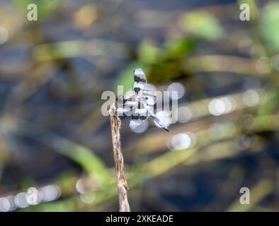 Libellula forensis, libellula, perchée sur une brindille près d'un plan d'eau dans le Colorado. Les ailes de la libellule sont déployées; Banque D'Images