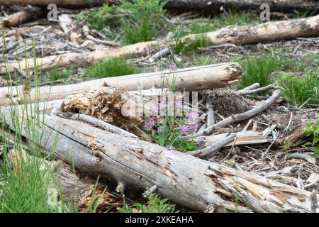 Un groupe de délicates fleurs sauvages violettes prospère au milieu d'une coupe à blanc intense, un enchevêtrement de grumes et de branches tombées dans une forêt du Colorado. Banque D'Images