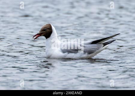 Le mouette à tête noire, avec sa tête brun chocolat noir en saison de reproduction, est couramment trouvé dans les régions côtières à travers l'Europe. Celui-ci a été repéré Banque D'Images