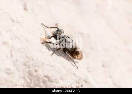 Une image en gros plan capture une mouche voleuse Eucyrtopogon alors qu'elle se nourrit d'un insecte plus petit dans le Colorado. Les marques noires et blanches distinctives de la mouche Banque D'Images