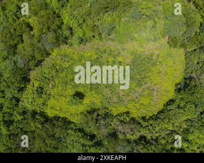 Pelouse verte fraîche autour de l'arbre de la jungle vue aérienne drone Banque D'Images