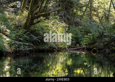 Un petit affluent de la rivière Squamish, en Colombie-Britannique, Canada. Banque D'Images