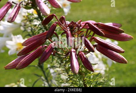 Bourgeons de fleurs de lis de Pâques, Lilium longiflorum, Liliaceae. ROYAUME-UNI. Espèce de plante endémique à Taiwan et aux îles Ryukyu (Japon). Banque D'Images