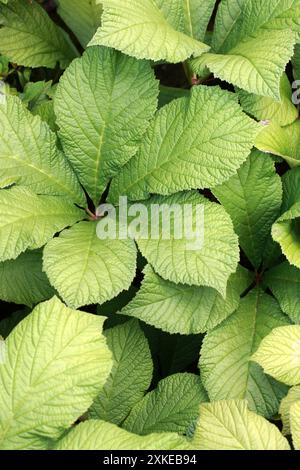 Rodgersia à feuilles de châtaigne, Rodgersia aesculifolia, Saxifragaceae. Chine. Banque D'Images