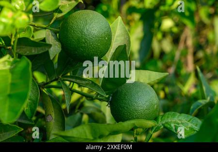 Oranges vertes, mandarines, calamondines, pamplemousse, citron vert, citrofurtunella sur une branche avec des feuilles vertes Banque D'Images