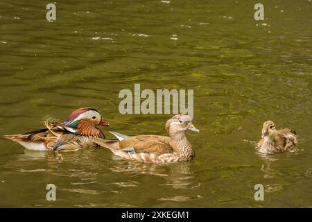 Canards Mandarin - Aix galericulata Banque D'Images