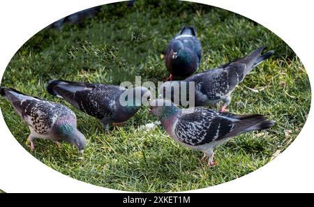 Oiseau blanc pigeon isolé sur fond blanc Banque D'Images