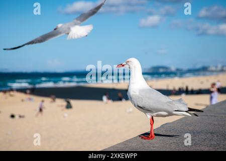 Mouettes sur la plage de Surfers Paradise, Australie Banque D'Images