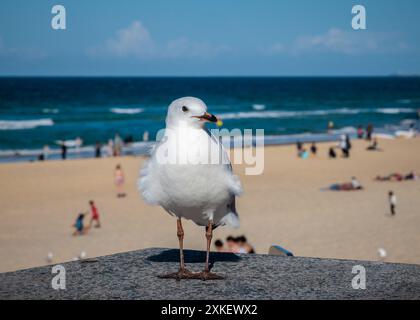 Mouette sur la plage de Surfers Paradise, Australie Banque D'Images