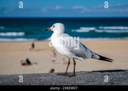 Mouette sur la plage de Surfers Paradise, Australie Banque D'Images